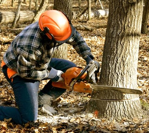 Tree Removal in Van, WV